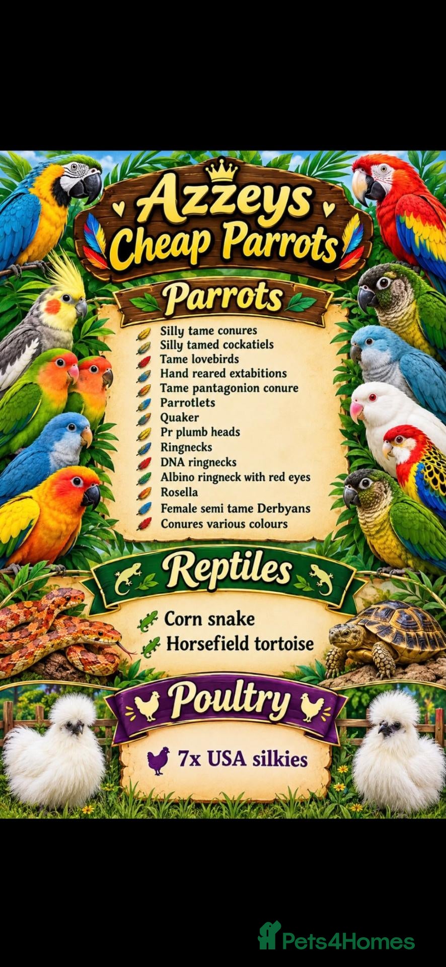Mixed Breed birds Various parrot and reptiles  - Advert 7