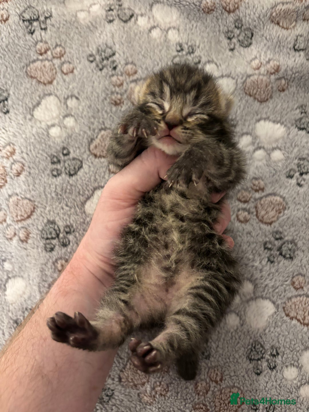 Mixed Breed cats for sale: Beautiful kittens for sale 🥰 - Advert 10