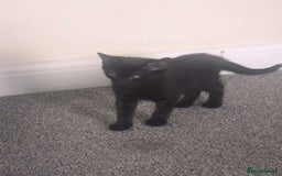 Bombay cats for sale: 10 week old, female kitten  - Image 1