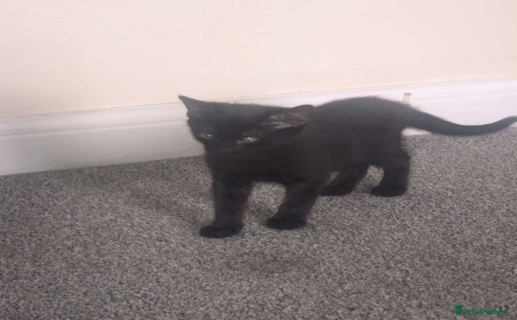 Bombay cats - Advert 1