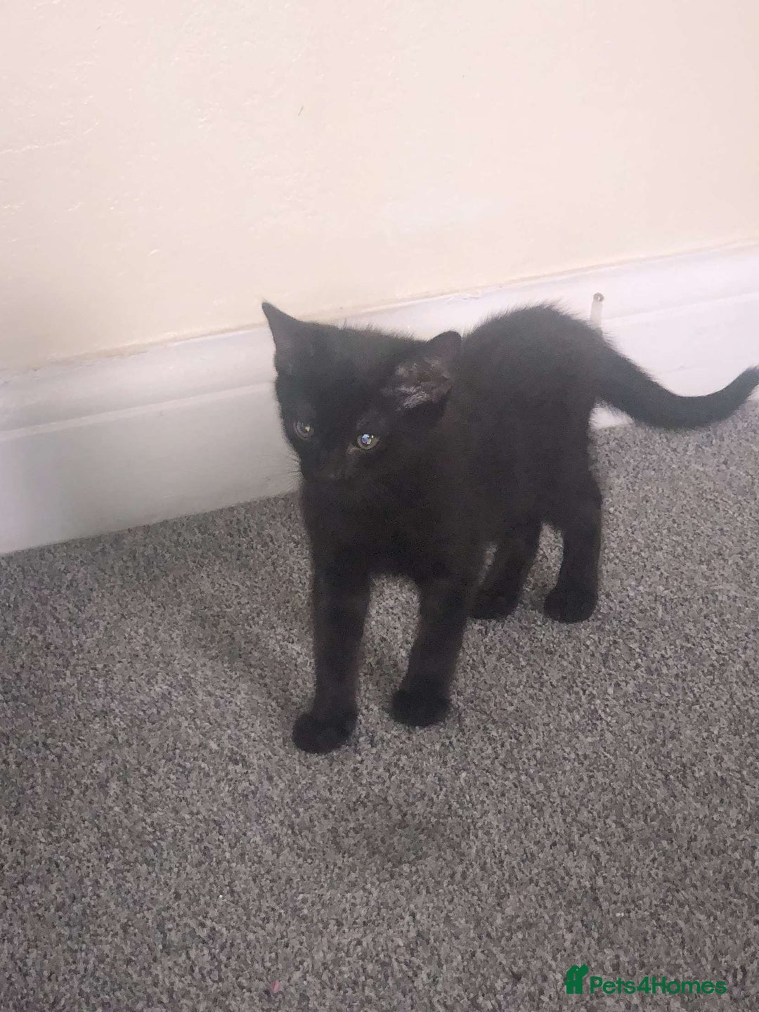 Bombay cats for sale: 10 week old, female kitten  - Image 1