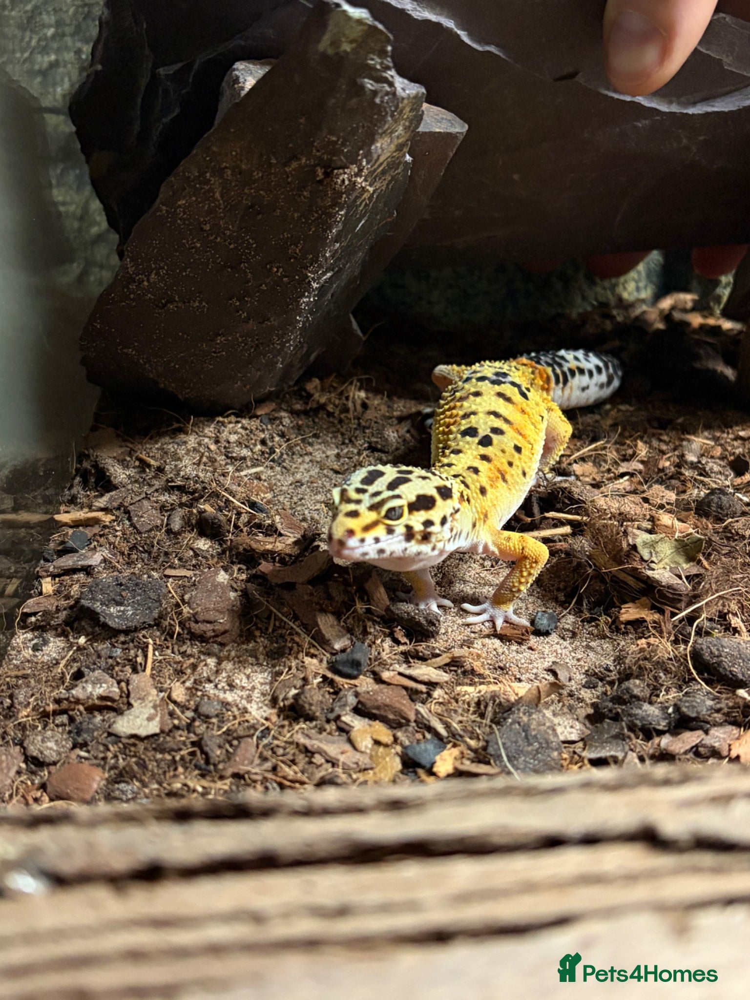 Leopard Gecko reptiles Leopard Gecko for rehoming - Advert 1