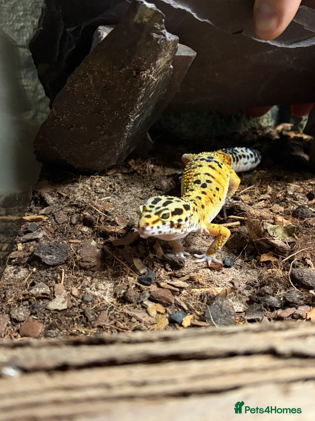 Leopard Gecko reptiles for sale: Leopard Gecko for rehoming - Advert 1