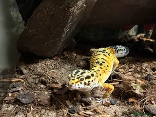 Leopard Gecko reptiles Leopard Gecko for rehoming - Advert 1