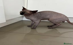 Sphynx cats for stud: TICA Registered Active Canadian Sphynx is for STUD - Image 3