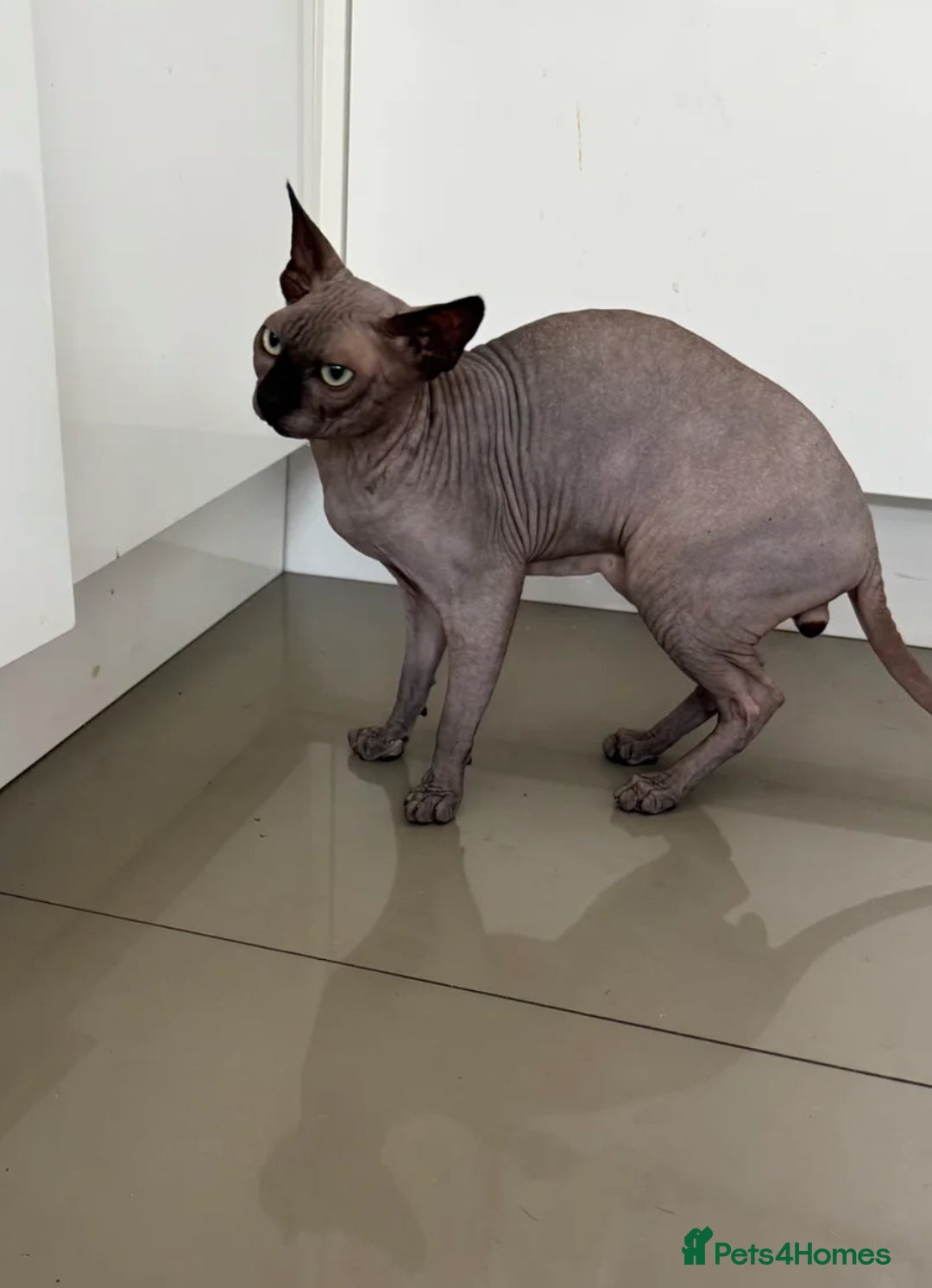Sphynx cats for stud: TICA Registered Active Canadian Sphynx is for STUD - Image 3