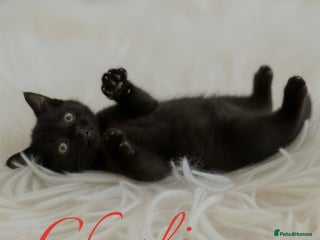 Mixed Breed rabbits BSH X RAGDOLL - Advert 3