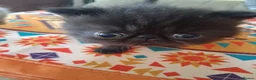 Exotic cats for sale: Pedigree Exotic Kittens - Advert 4
