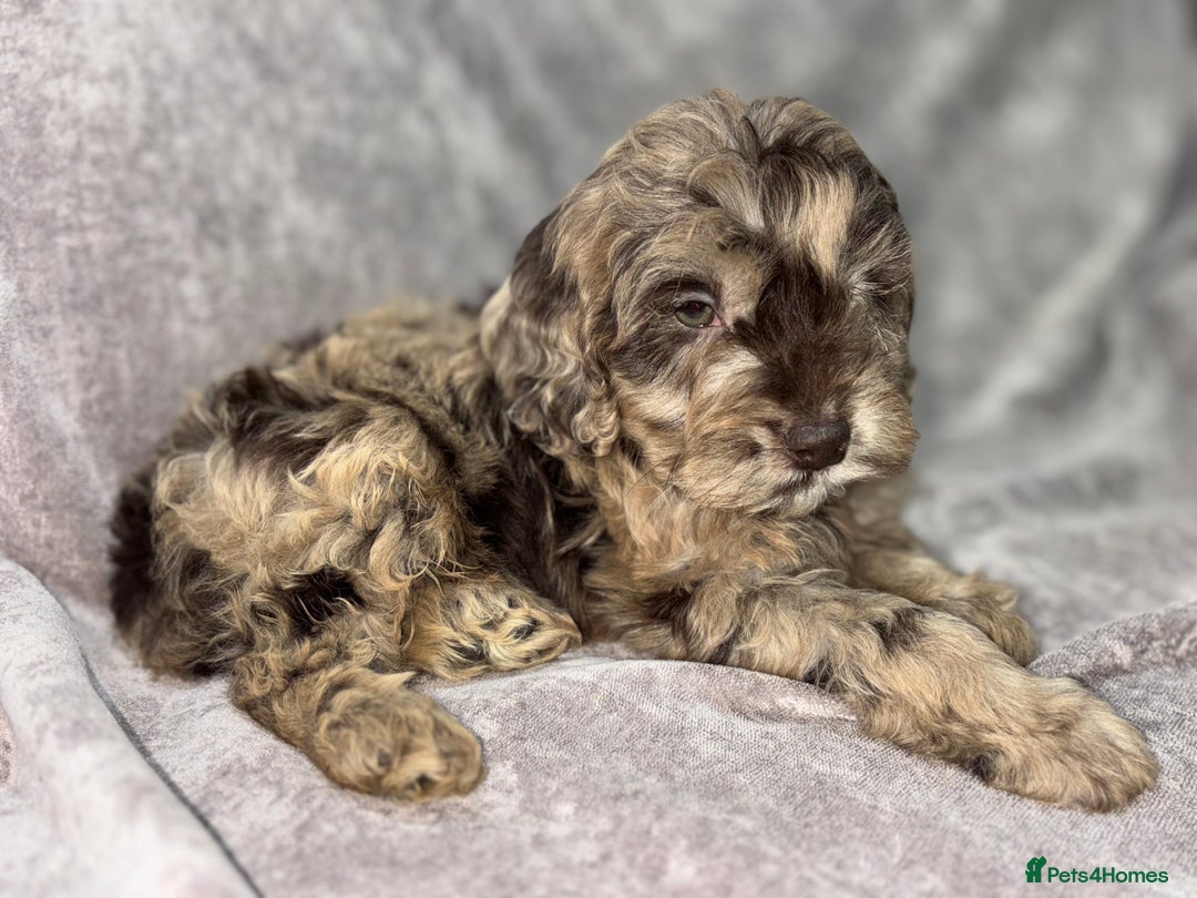 Cockapoo dogs for sale: Gorgeous Cockapoo Puppies  - Advert 24