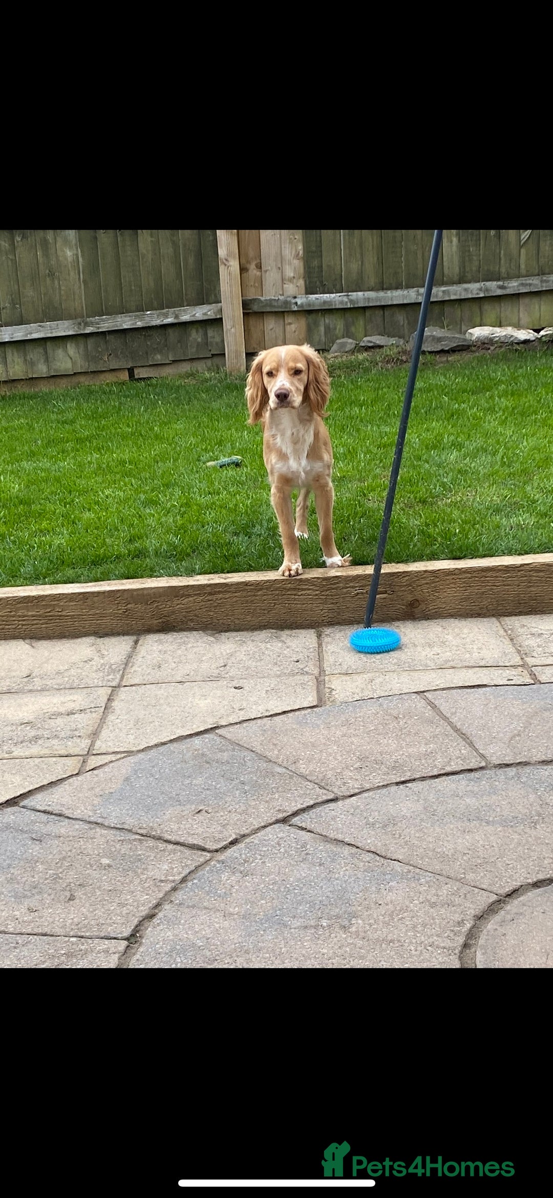 Cocker Spaniel dogs for stud: cocker spaniel for stud in Telford - Advert 3