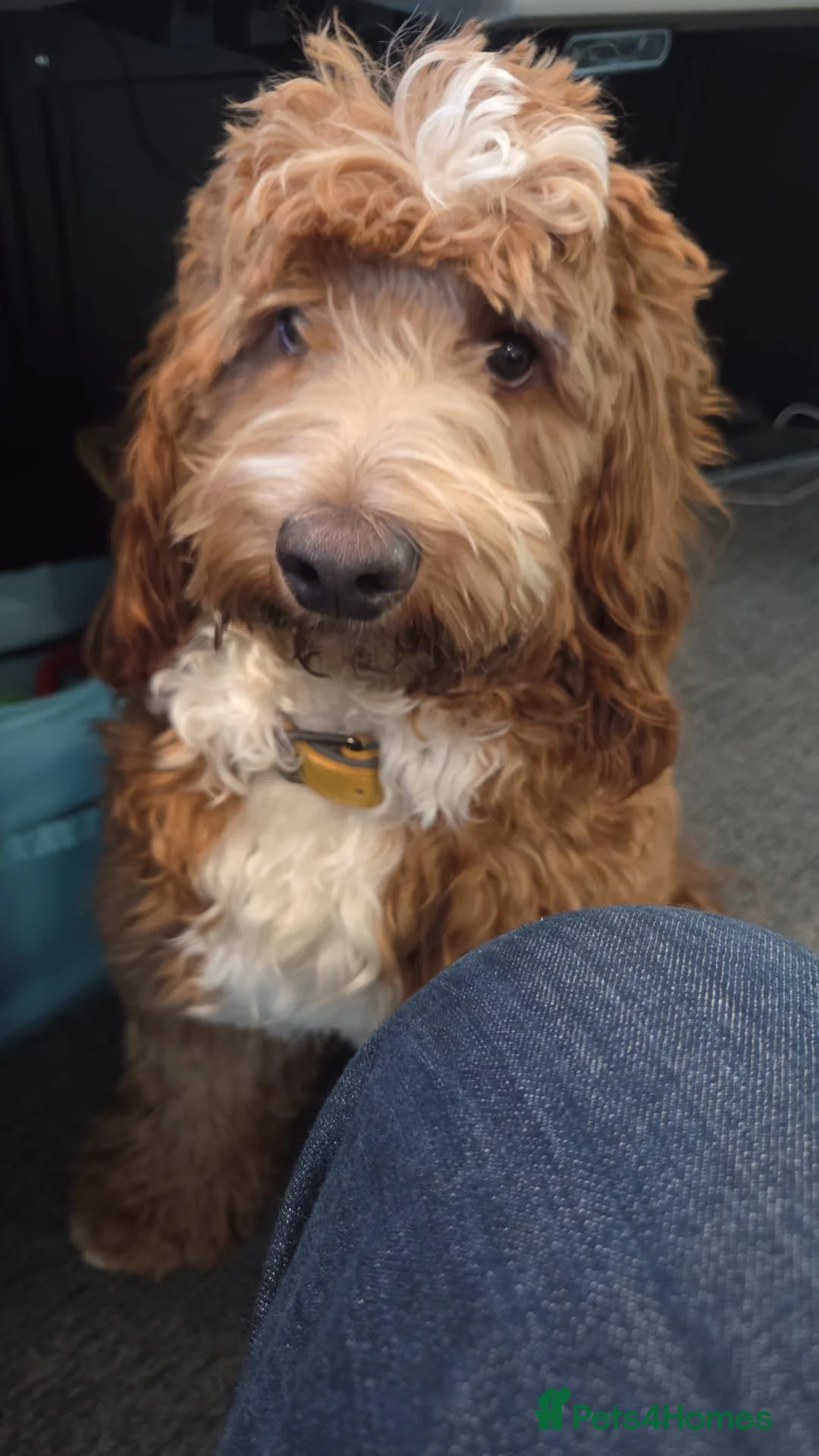 Australian Labradoodle dogs for sale: Therapy Dog Breeder - Advert 13