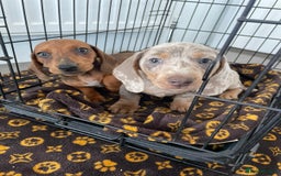 Miniature Dachshund dogs for sale: Miniature dachshund  - Image 1