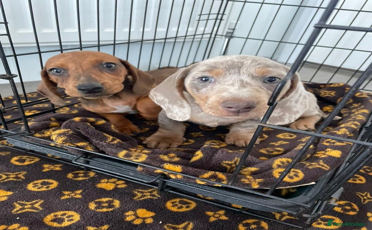 Miniature Dachshund dogs - Advert 1