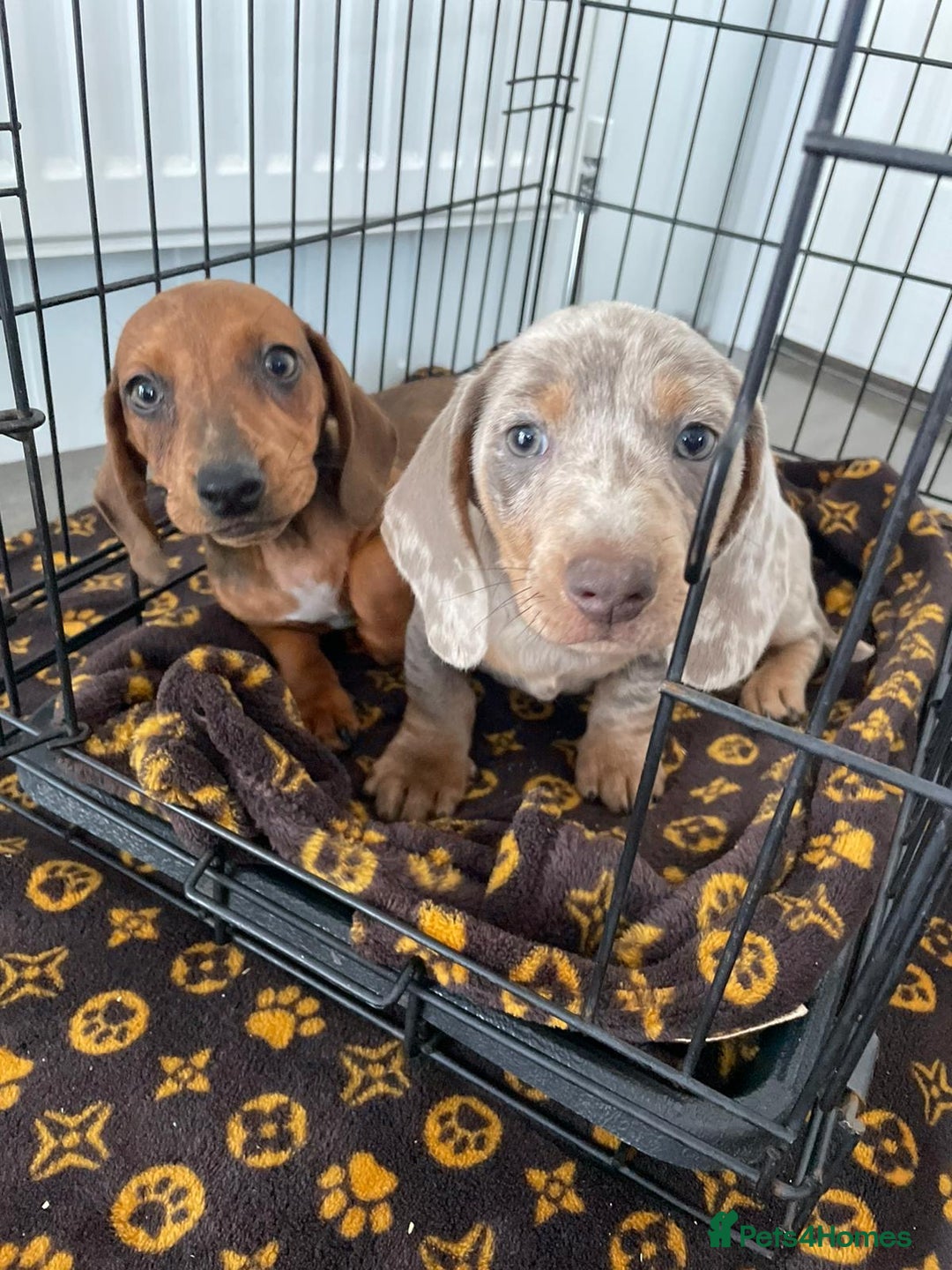 Miniature Dachshund dogs for sale: Miniature dachshund  - Image 1