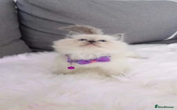 Ragdoll cats for stud: STUD! GCCF Active Registered BLUE POINT MALE STUD in Telford - Image 6
