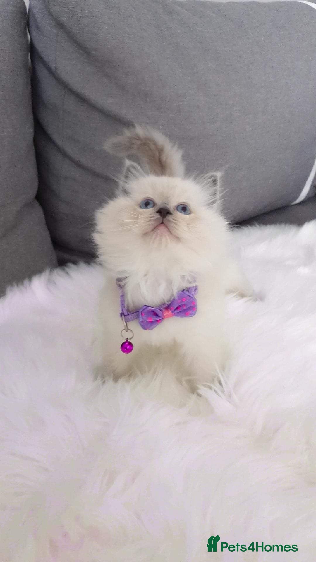 Ragdoll cats for stud: STUD! GCCF Active Registered BLUE POINT MALE STUD in Telford - Image 6