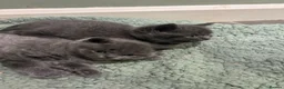 British Shorthair cats for sale: Cuteness Alert - Five BSH kittens ready to rehome - Advert 14