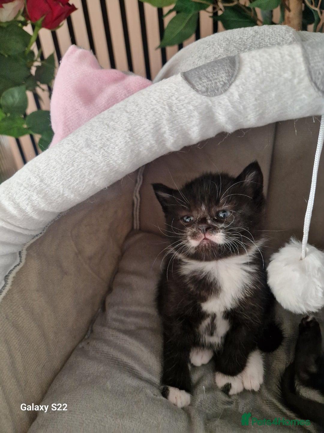 Scottish Fold cats for sale: Scotish fold/straight kittens  - Advert 7