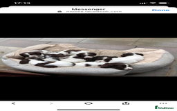 English Springer Spaniel dogs for sale: Beautiful  - Image 15
