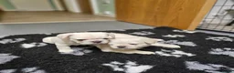 French Bulldog dogs for sale: Ready to leave now Rare Platinum French bulldogs   - Advert 14
