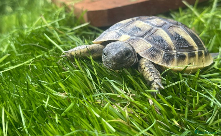 Hermann Tortoise reptiles - Advert 1