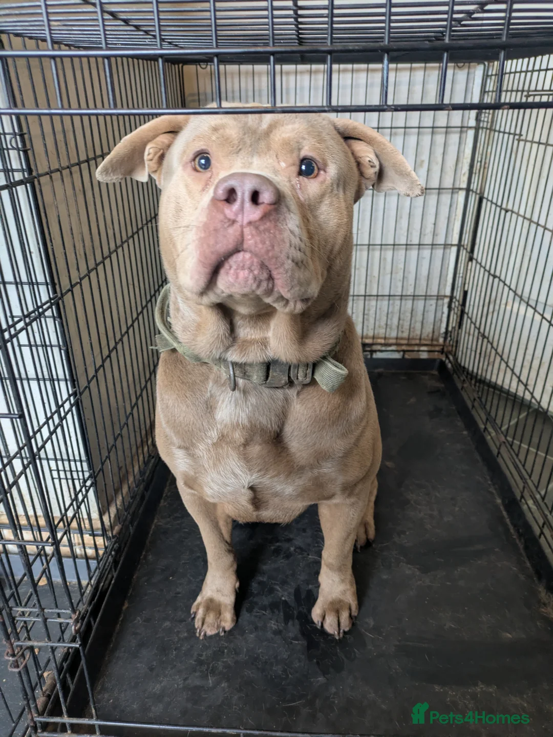 Mixed Breed dogs for sale: Shar pei X bully  - Advert 11