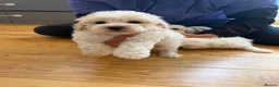 Bichon Frise dogs for sale: Bichon Maltese  - Advert 10