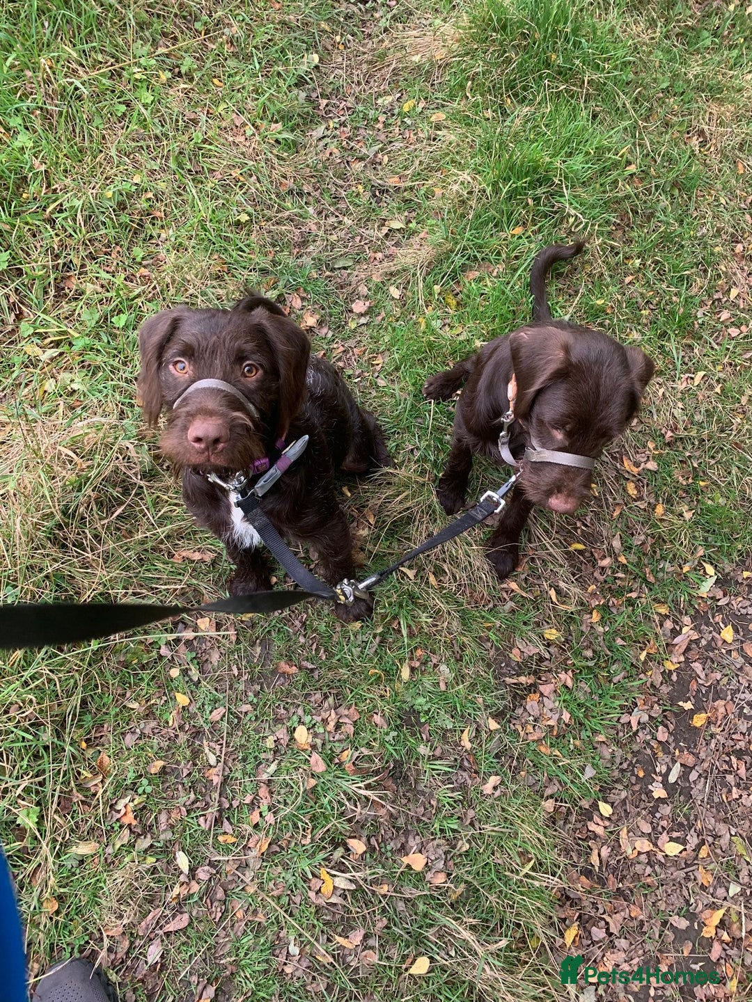 Mixed Breed dogs for sale: Gorgeous dogs, amazing pets & great temperaments!  - Advert 6