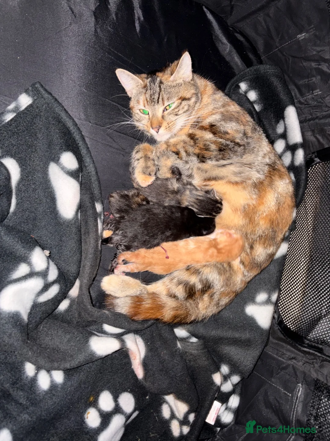 Mixed Breed cats for sale: Kittens for sale  in Radstock - Advert 1