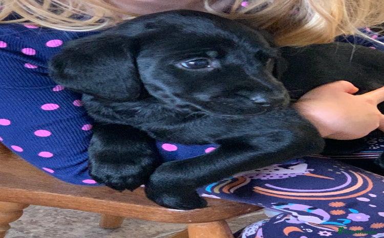 Labrador Retriever dogs - Advert 9