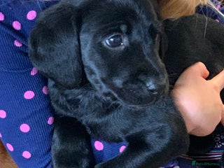 Labrador Retriever dogs - Advert 13