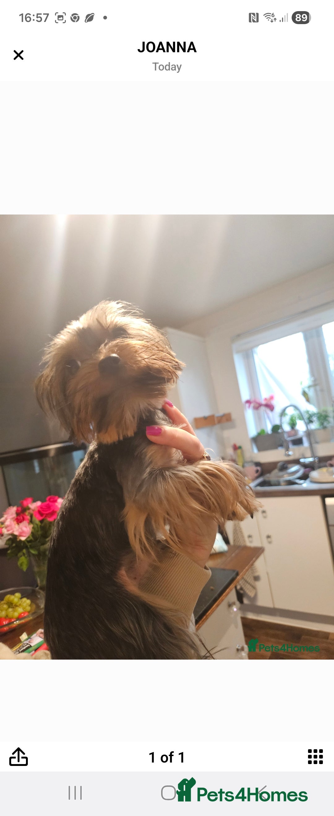 Yorkshire Terrier dogs for sale: Little boss - Advert 5