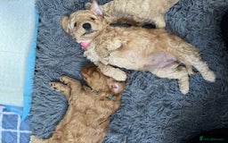 Australian Labradoodle dogs for sale: Genuine Australian Labradoodle (not poodle-lab mix in Wallington - Image 35