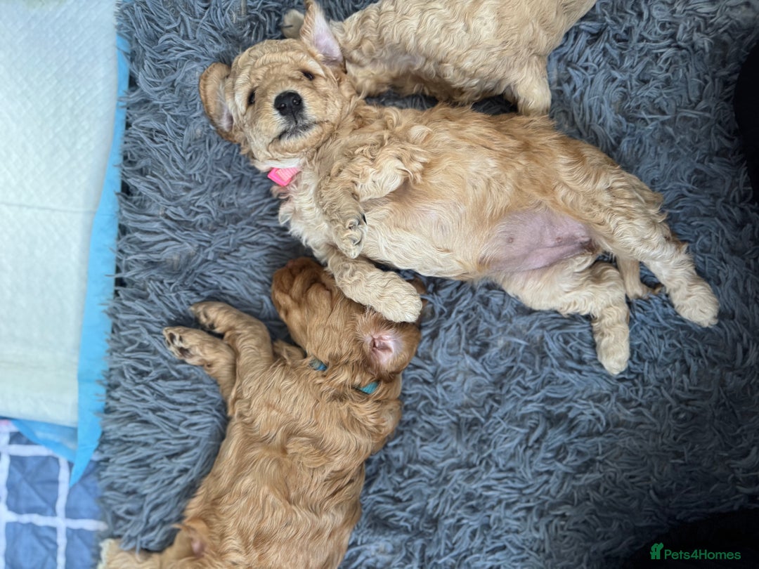 Australian Labradoodle dogs for sale: Genuine Australian Labradoodle (not poodle-lab mix in Wallington - Image 35