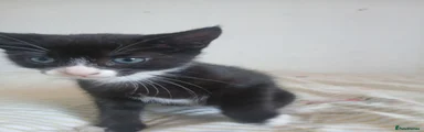 Female tuxedo