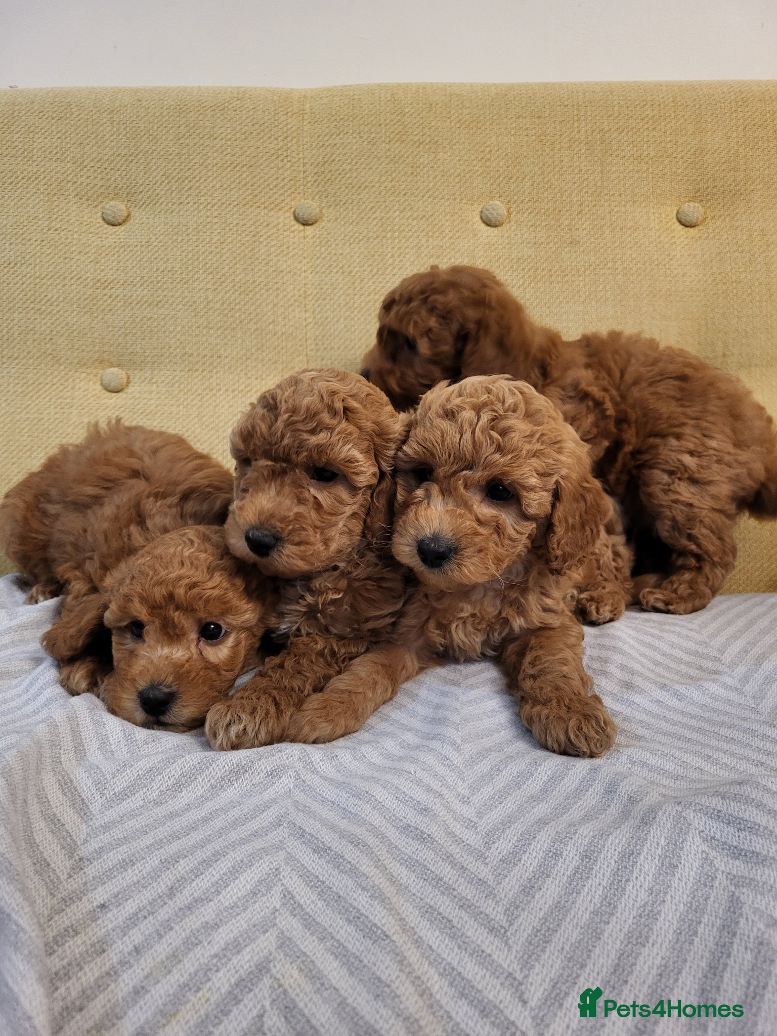 Toy Poodle dogs Adorable TOY POODLE pups - Advert 1