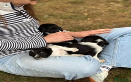 English Springer Spaniel dogs for sale: Springer Spaniel Puppies - Image 13