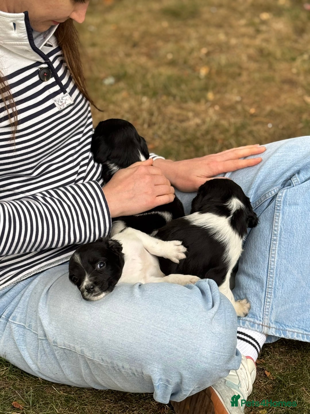 English Springer Spaniel dogs for sale: Springer Spaniel Puppies - Image 13