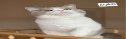 British Shorthair cats for sale: Adorable Brittish Shorthair kittens🐱 - Advert 2