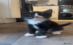 American Shorthair cats for sale: American short haired cross Norwegian forest cat - Image 3