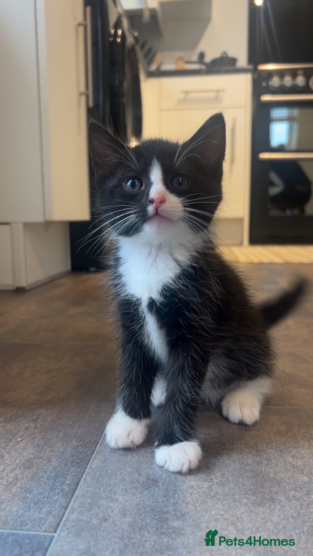 American Shorthair cats for sale: American short haired cross Norwegian forest cat - Image 3