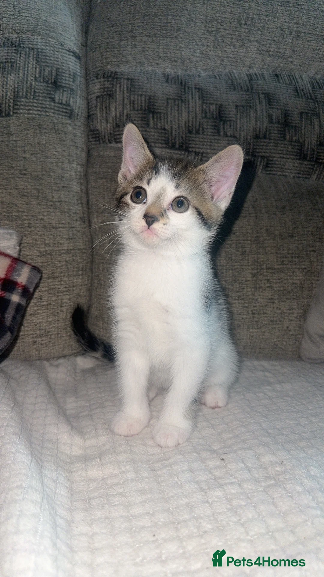 Mixed Breed cats for sale: Beautiful white tabby boy LITTER TRAINED - Advert 1