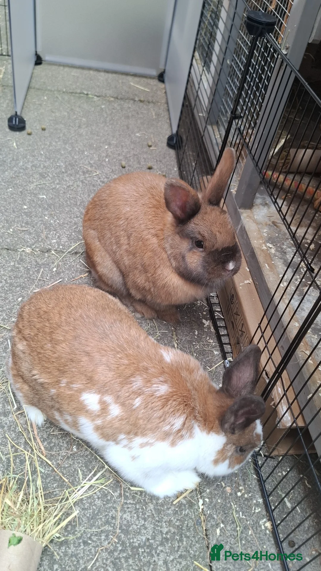 Mixed Breed rabbits for sale: 2 female rabbits for rehoming - Advert 5