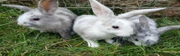 Mini Lop rabbits for sale: Plush Mini lop - Advert 6