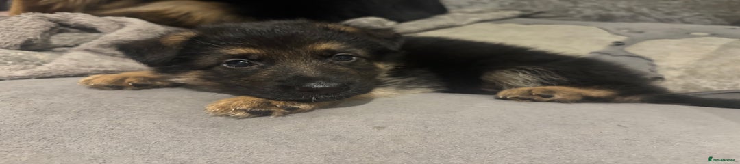 German Shepherd Puppy 2