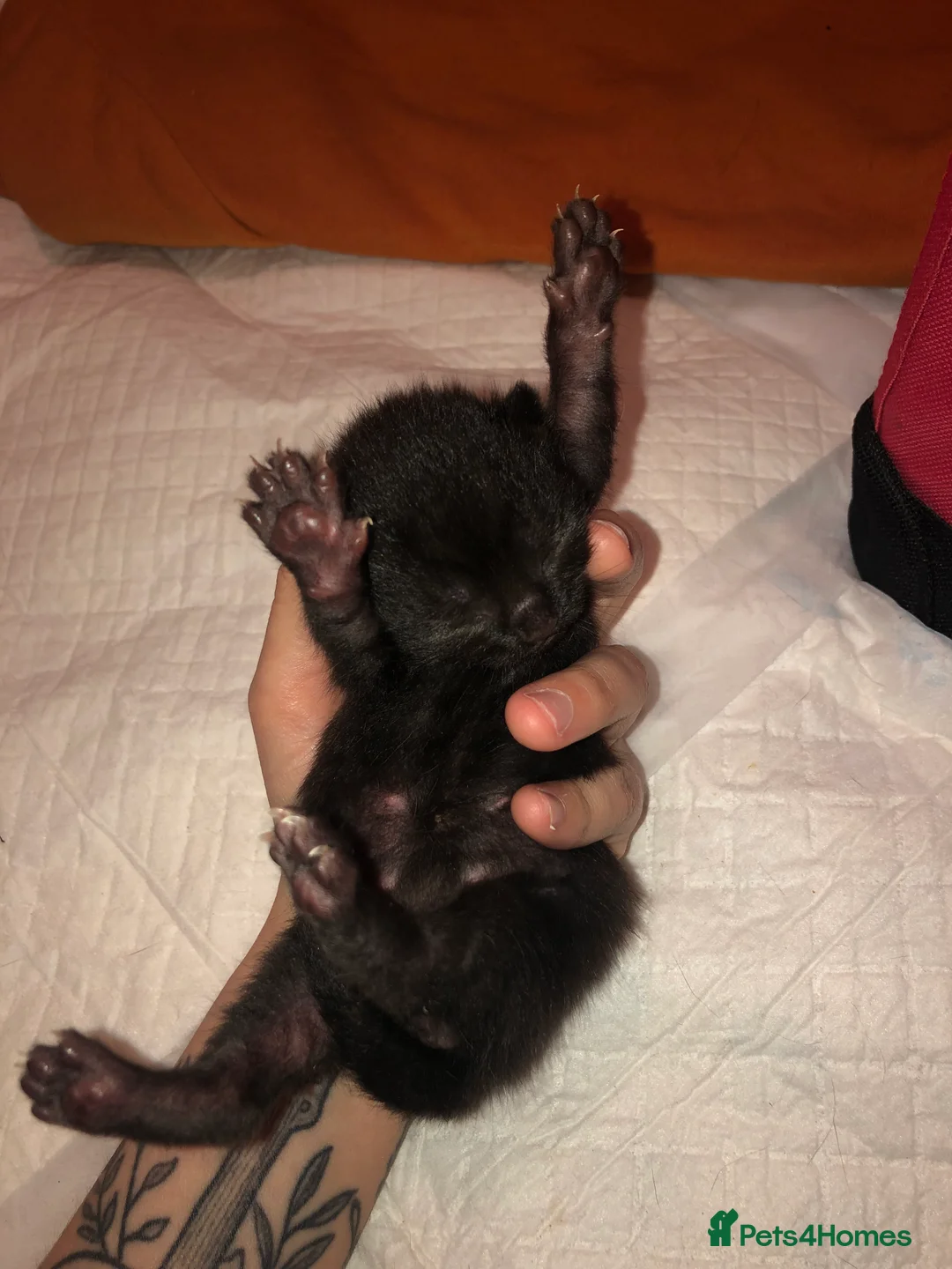 Mixed Breed cats for sale: 4 male cats (all have been named) - Advert 11
