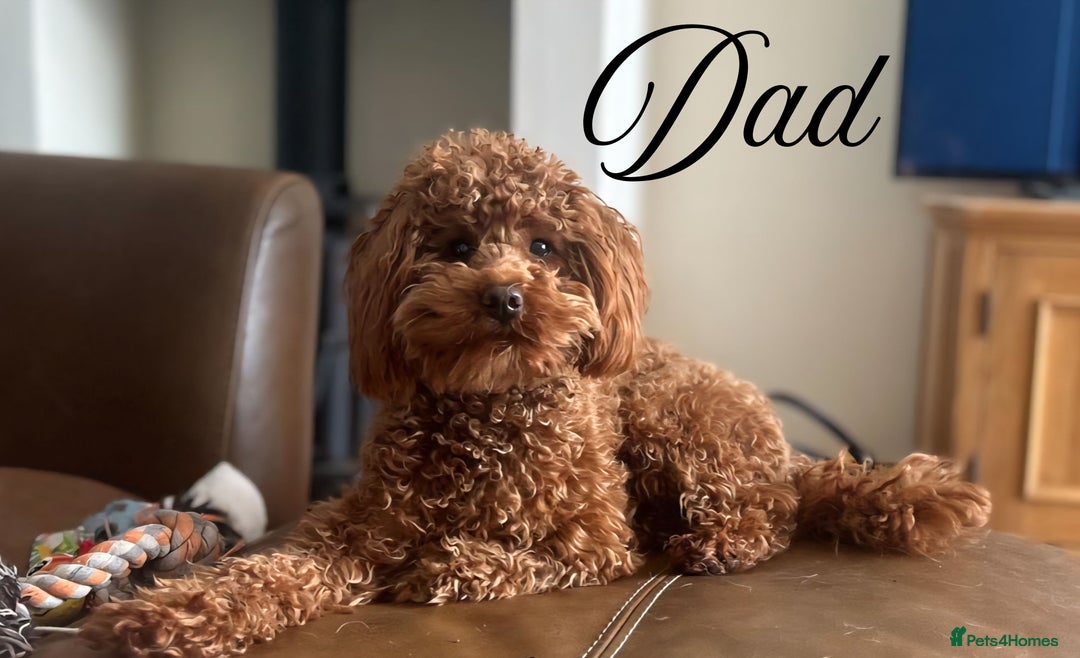 Cavapoo dogs for sale: 🎀 Beautiful F1 Cavapoo Puppies 🎀 - Image 8
