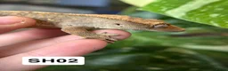 Gecko reptiles for sale: Baby Crested Geckos For Sale 🦎 - Advert 6
