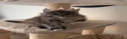 Maine Coon cats for sale: Maine Coon - Advert 3