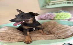 Jack Russell dogs for sale: Beautiful blue and tan 2.5 year old girl  - Image 2
